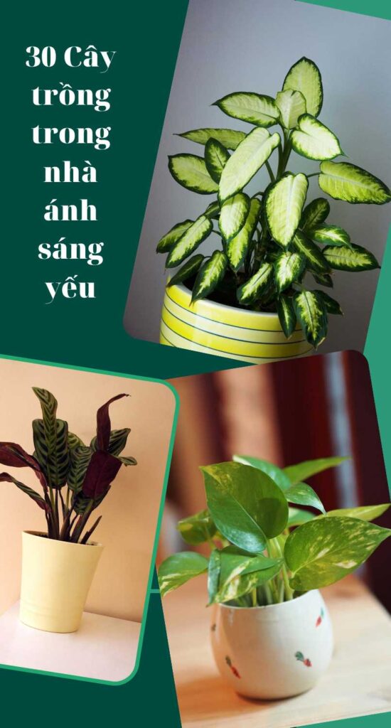 Cay Trong Trong Nha Anh Sang Yeu (4)