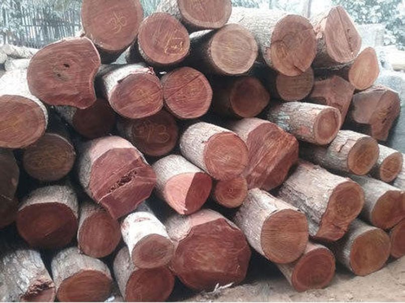 gỗ mahogany là gì (2)