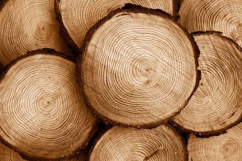 so sánh gỗ cao su và gỗ thông (2)
