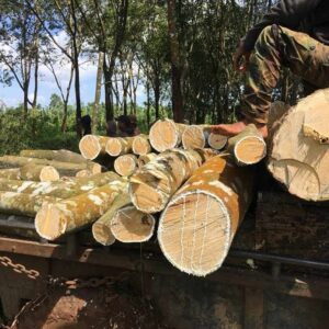 so sánh gỗ cao su và gỗ thông (3)