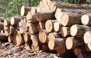 so sánh gỗ cao su và gỗ thông (4)