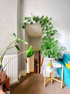 ý tưởng decor cây xanh trong nhà (8)